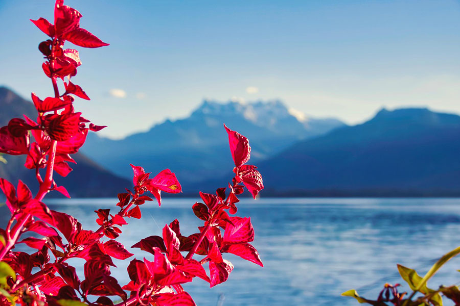 Beautiful red plant by the lake