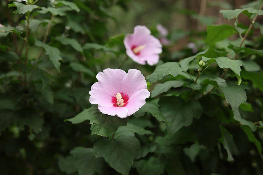 Mungunghwa-Rosenblüten