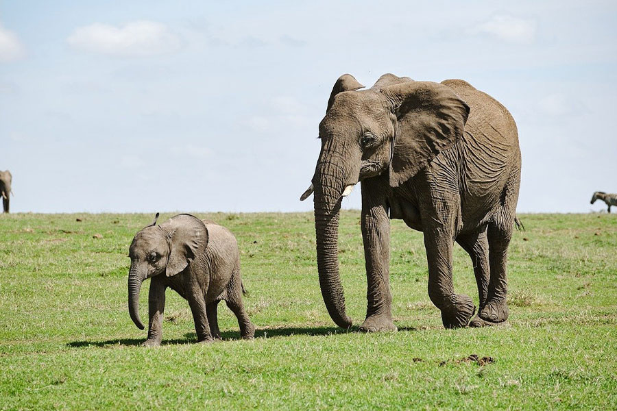 Moeder en baby olifant lopen