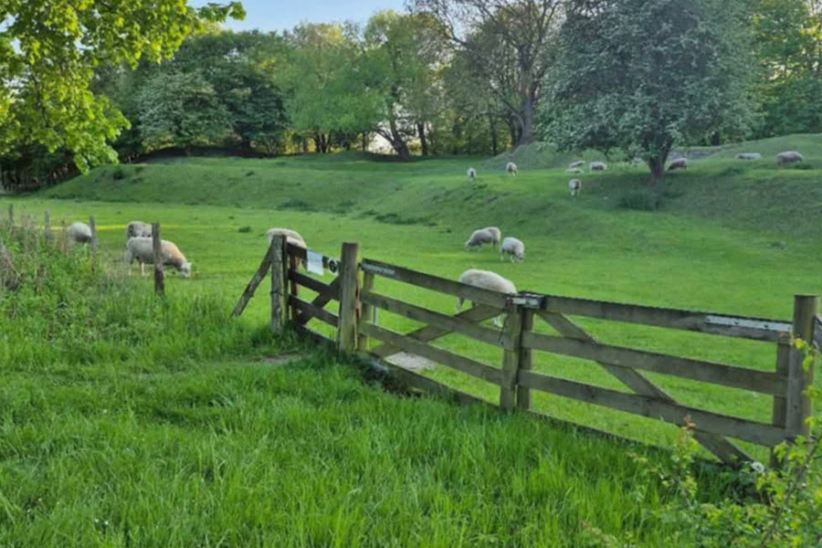 Rural scene with green meadow