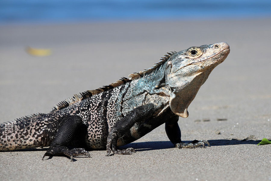 Leguaanhagedis reptiel op het strand