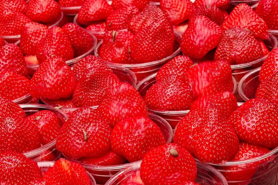 Duża ilość owoców truskawek