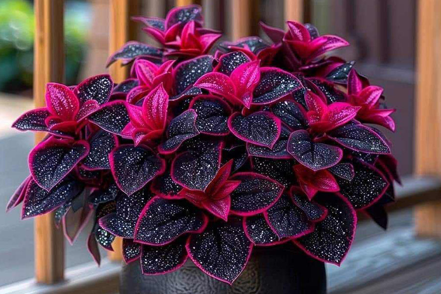 Nunca plantes especies con flores.