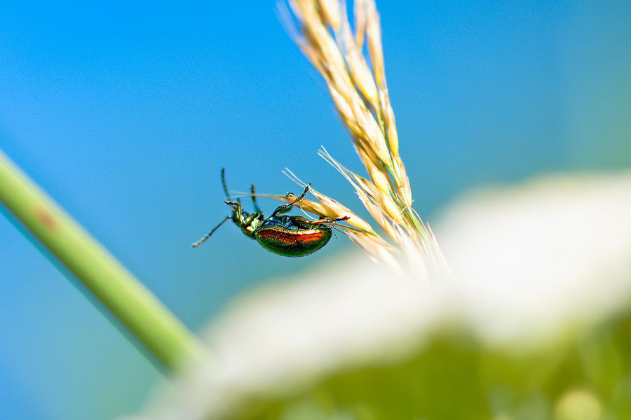 Chrząszcz różany 2
