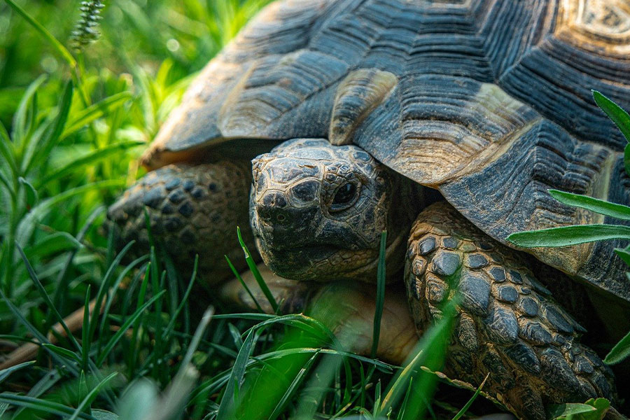 Schildpad gemarginaliseerd in een grasveld
