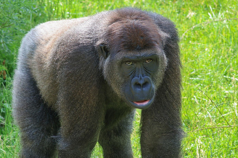 Zilverzwarte gorilla