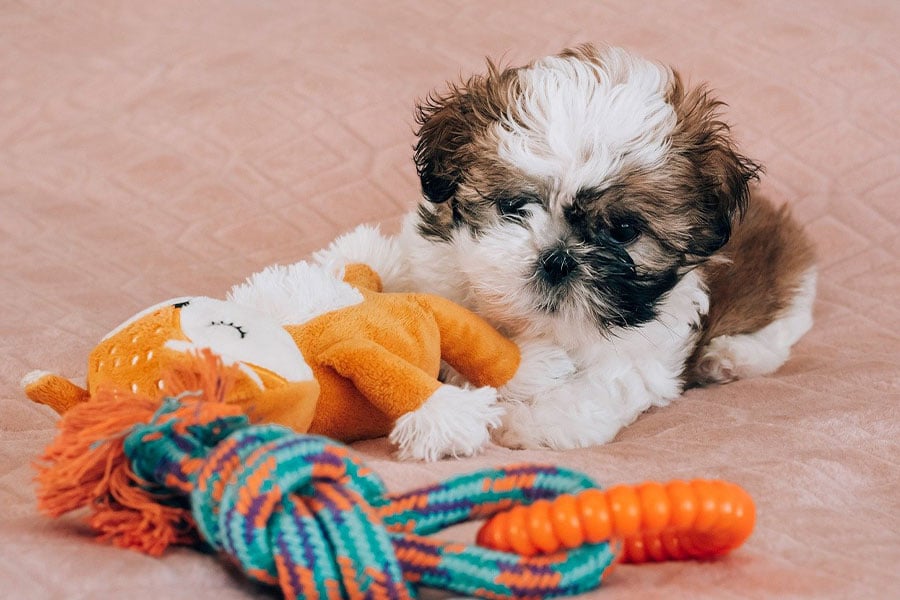 Shih tzu-hond