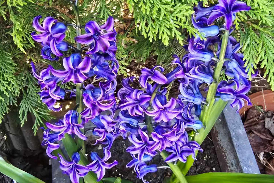 Hermoso jacinto azul holandés