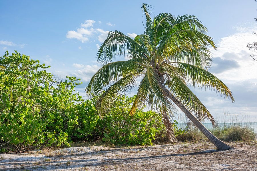 Tropical island nature