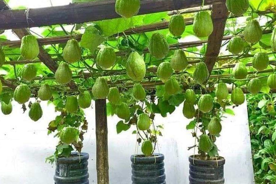 Wiszące warzywa chayote