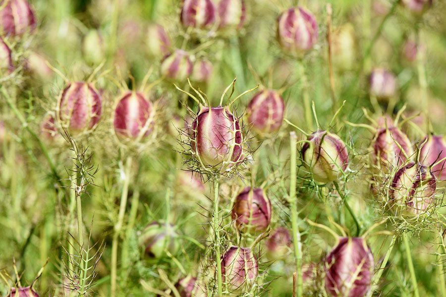 Black cumin nigella sativa