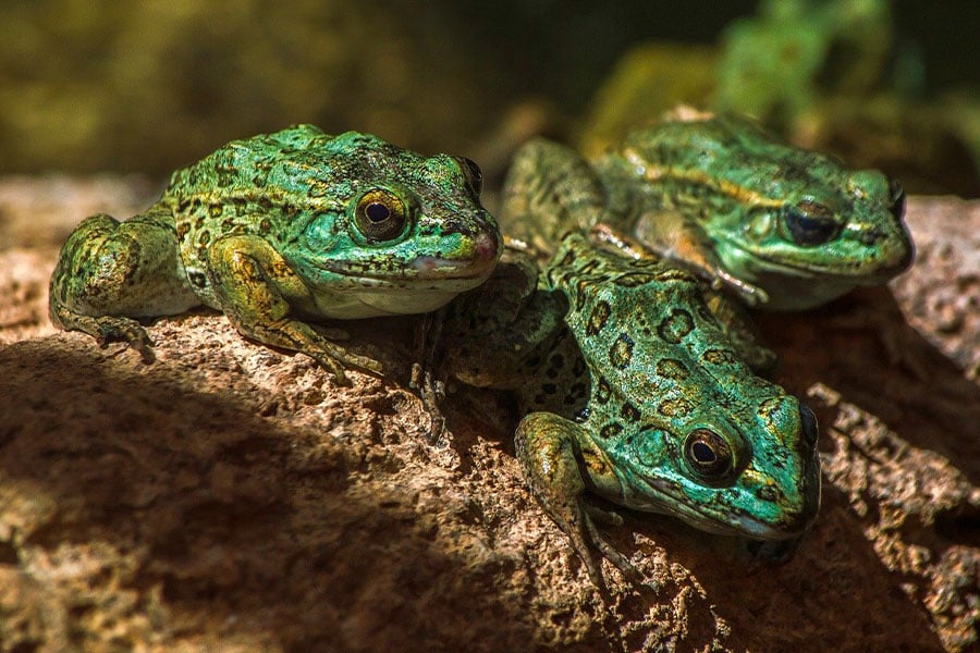 Drie amfibie kikkers