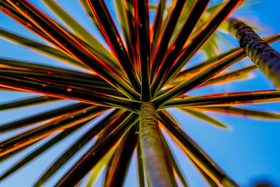Leaves plant blue sky
