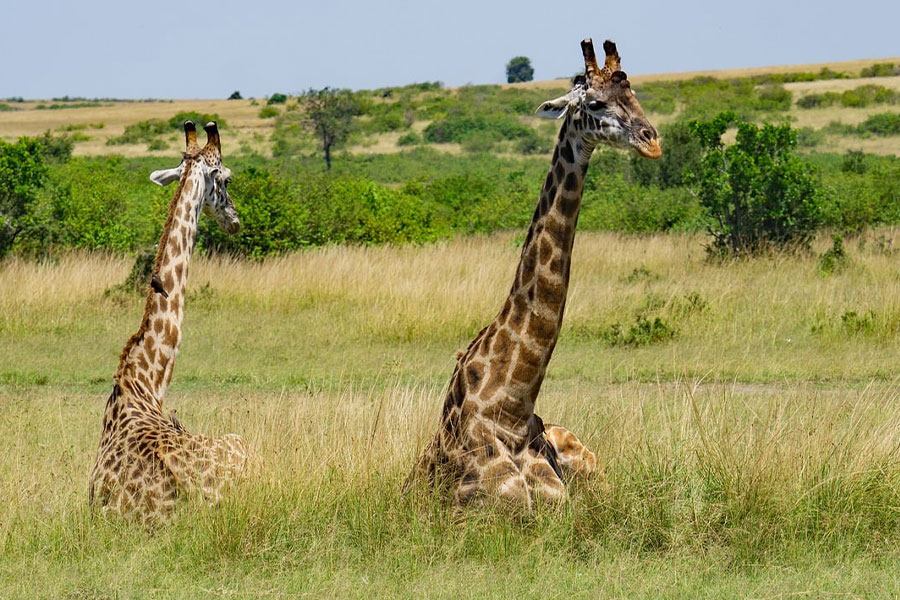 Giraffen zitten