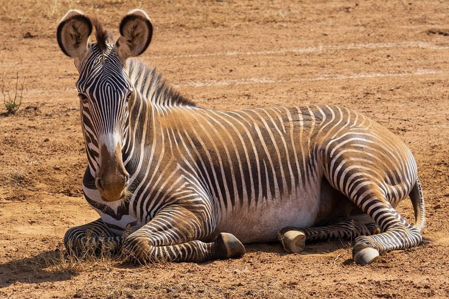 Afrikaanse wilde zebra