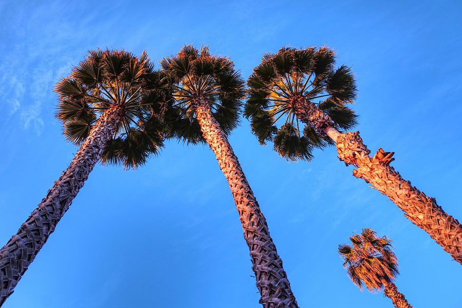 Palm trees up the sky