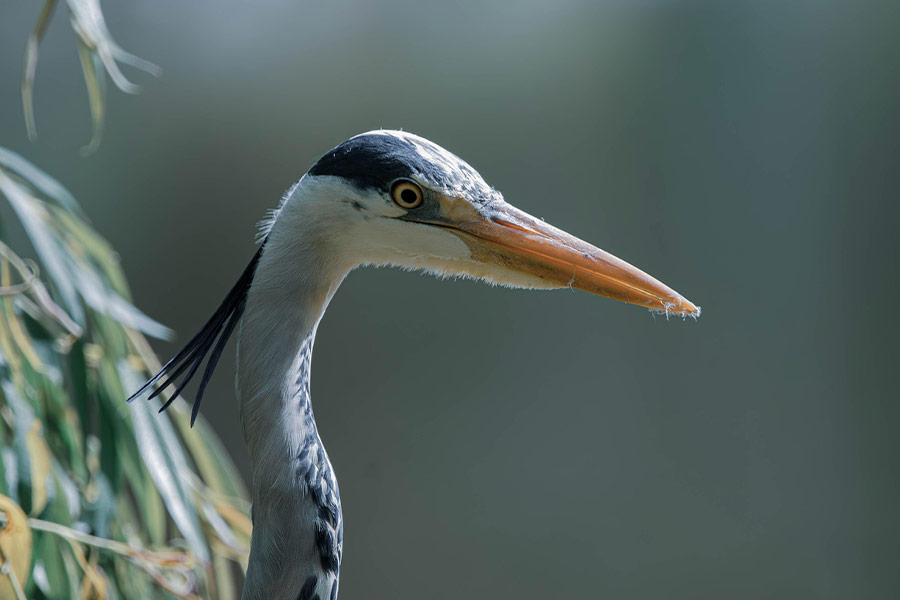 Herr Graureiher Vogel