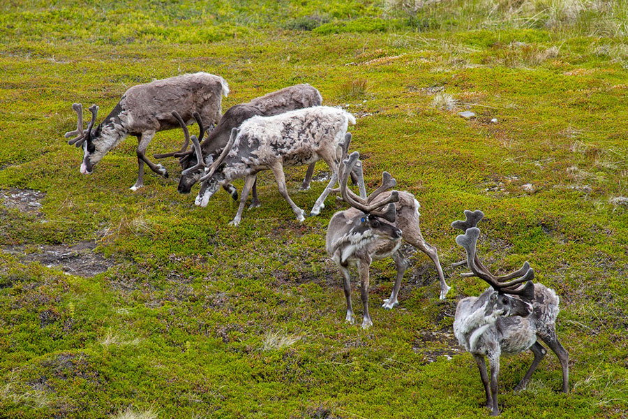 Vijf rendieren grazen
