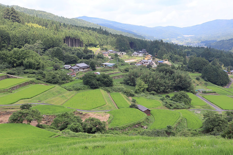 Sakaori-Reisterrassen-Reisfeld
