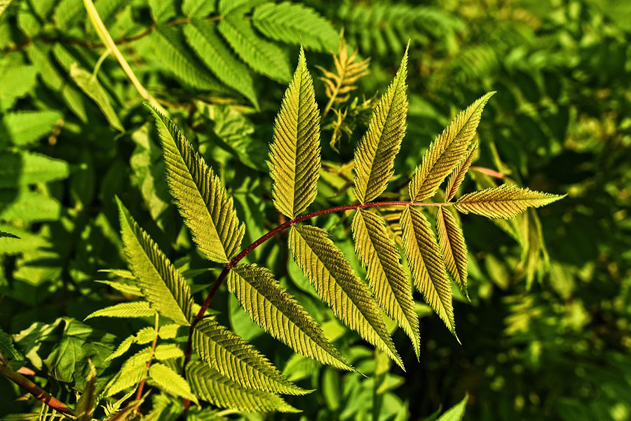 Leaves nature foliage