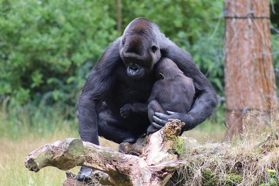 Mama gorilla en baby