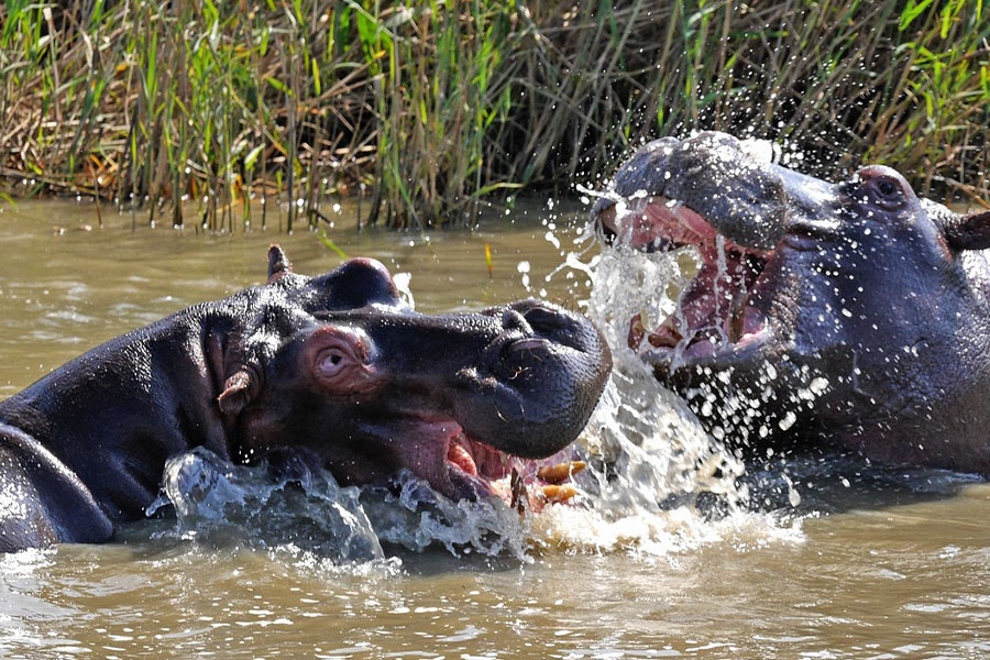 Nijlpaardwild in het water