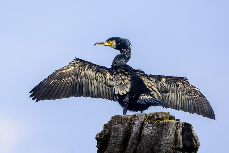 uccello cormorano