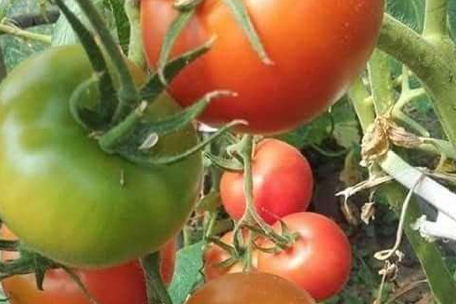 Czerwone pomidorki koktajlowe