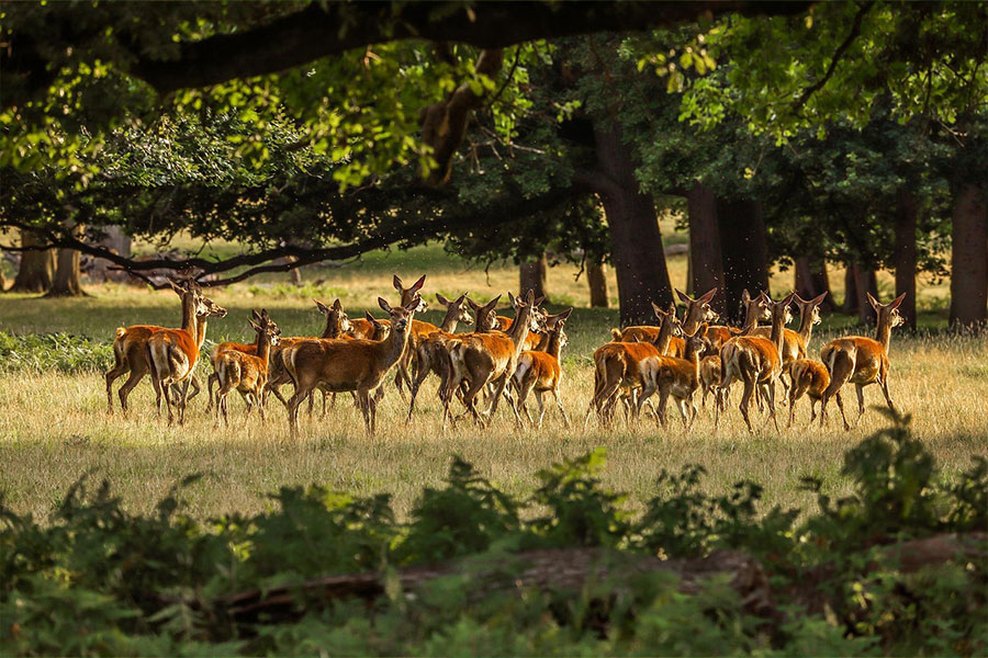 Groep herten in het bos