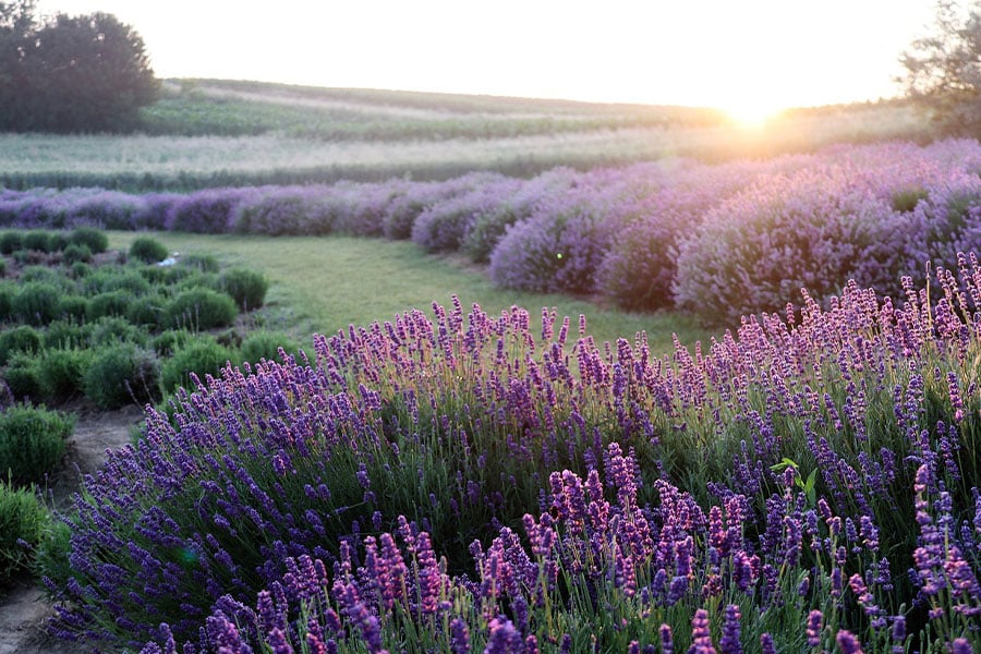 Pole kwiatów lawendy krajobraz