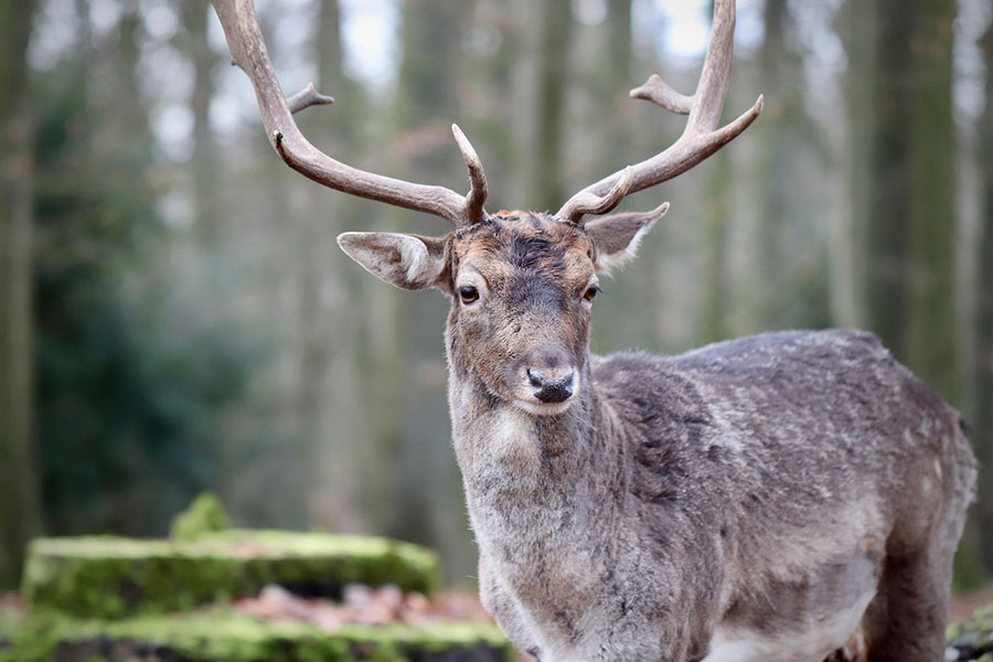 Damhert 1