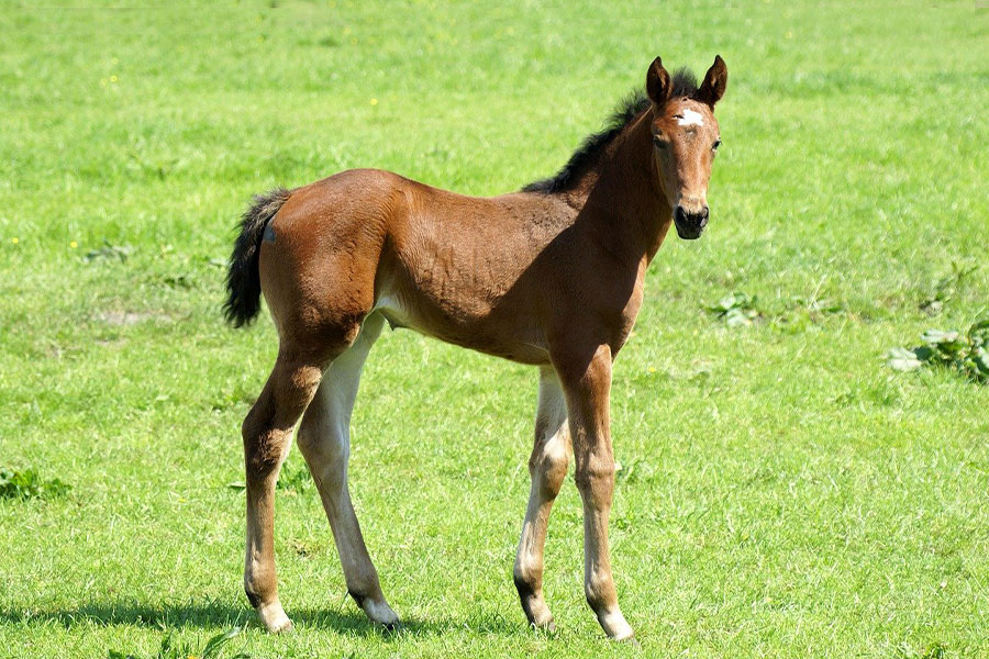 Schattig veulen paard dier