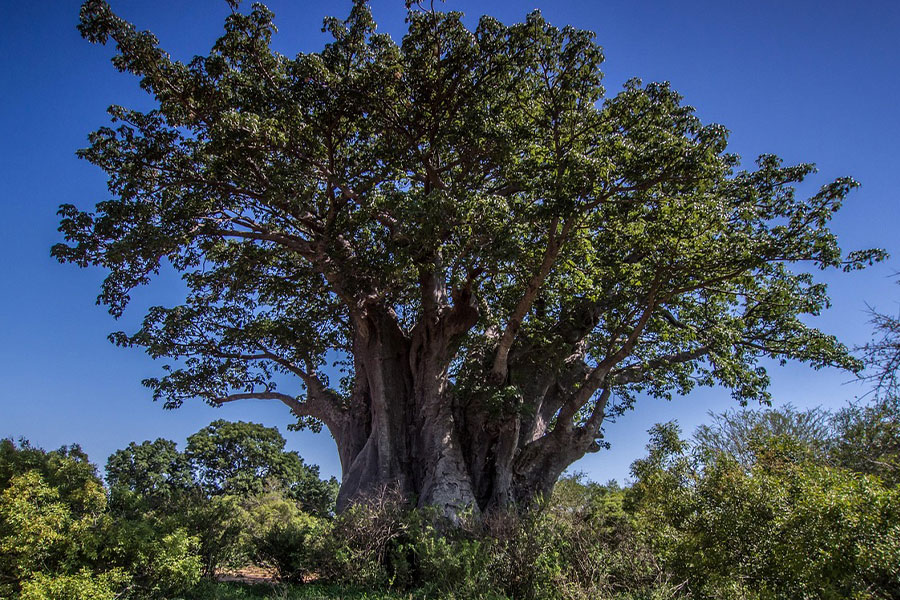 Baobab tree nature