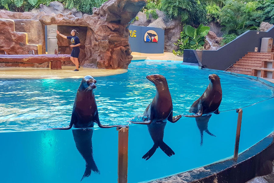 Californische zeeleeuw in aquarium