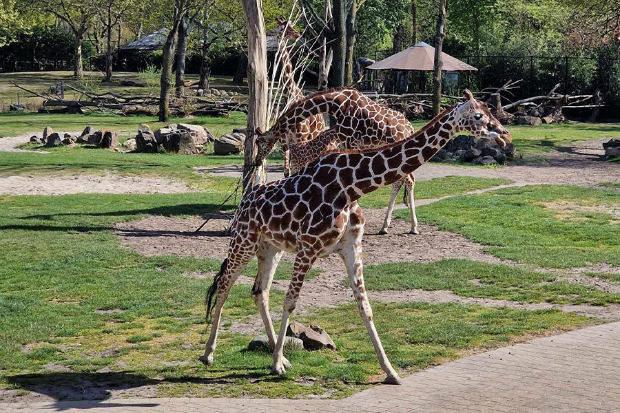 Driehoorngiraf een noordelijke giraf