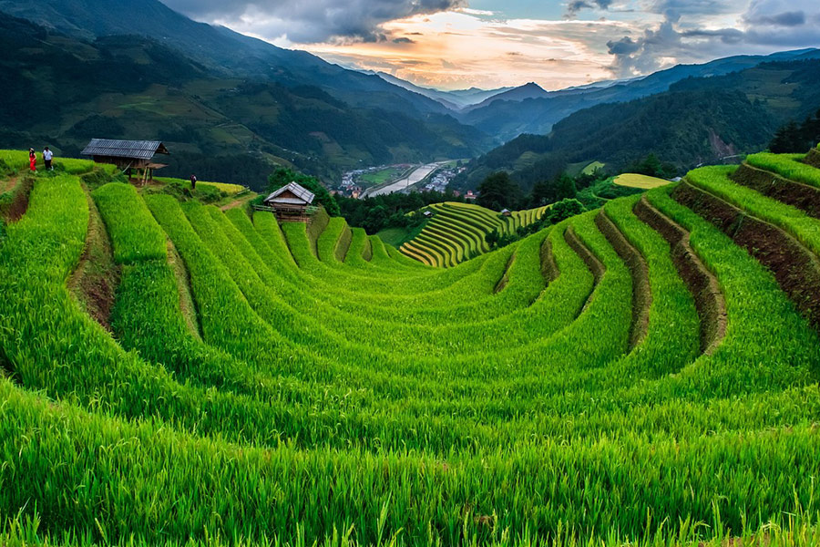Halbkreisförmige Reisterrassen