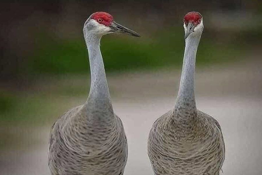Uccello della gru canadese della Florida