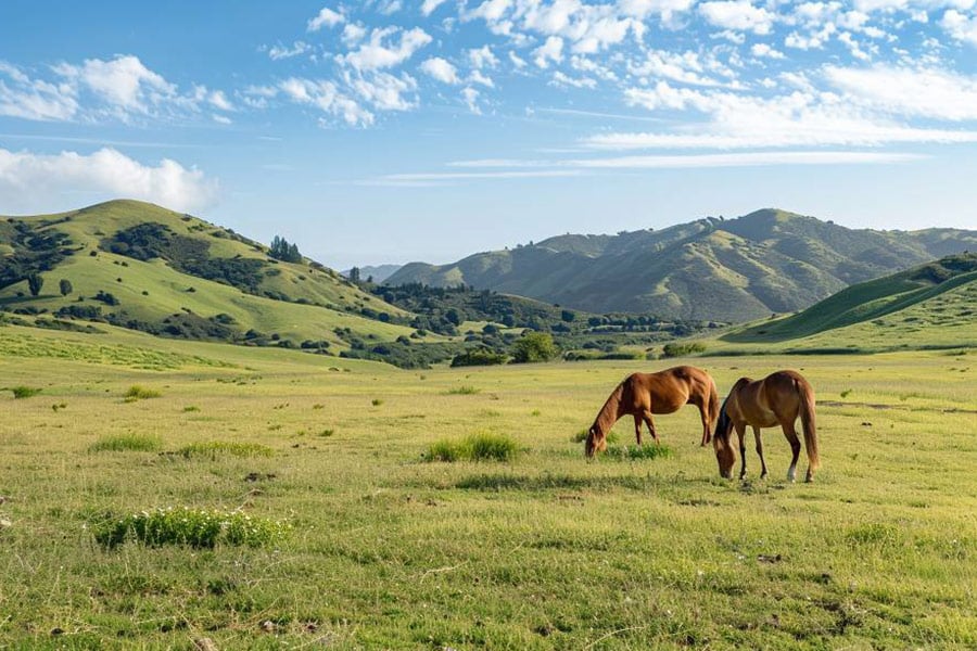 Unter dem Sonnenlicht grasen die Pferde friedlich