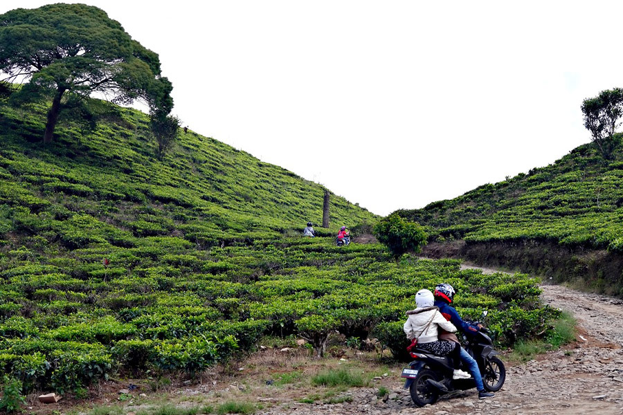 Viaje a la zona rural de las plantaciones de té