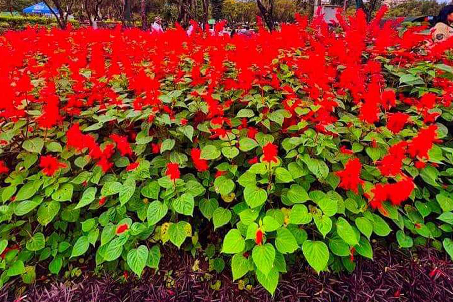 Planta de salvia escarlata