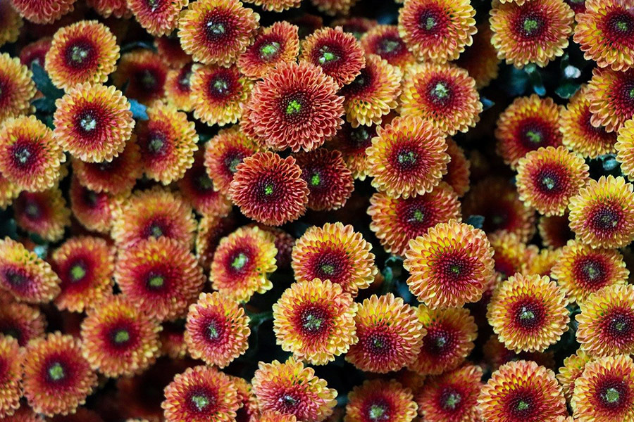 Crisantemos de las flores inmortales