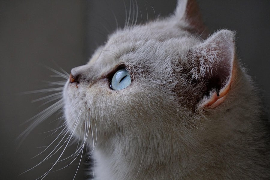 Britse korthaar stamboom