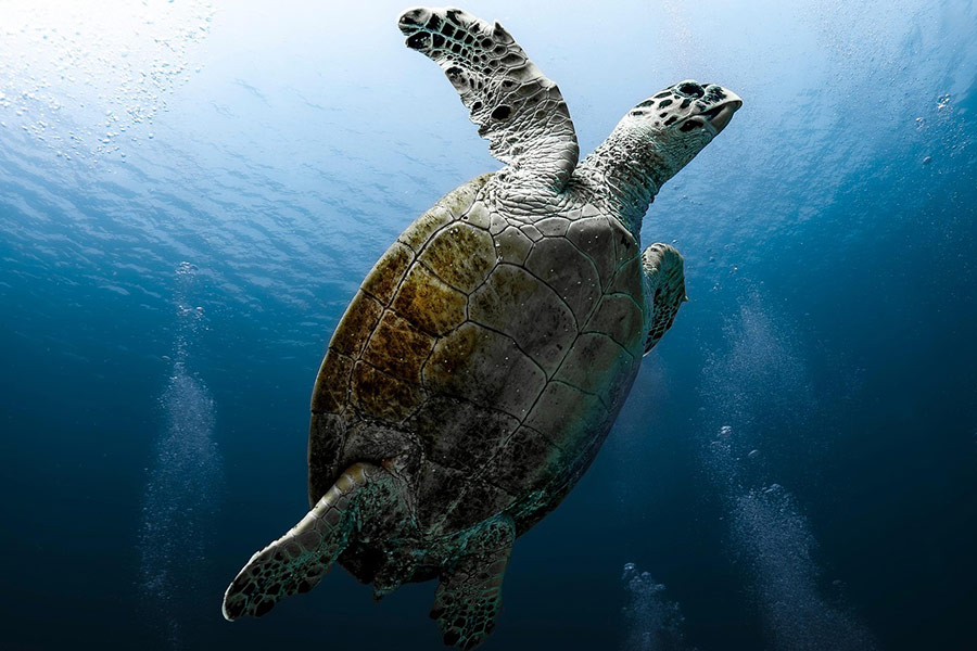 Reptielen zeeschildpad