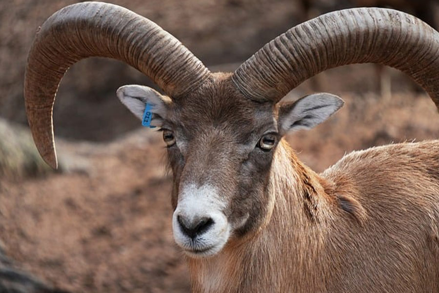 Ram dier enorme hoorns