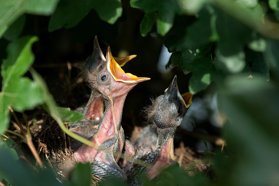 Nido di uccelli schiusi