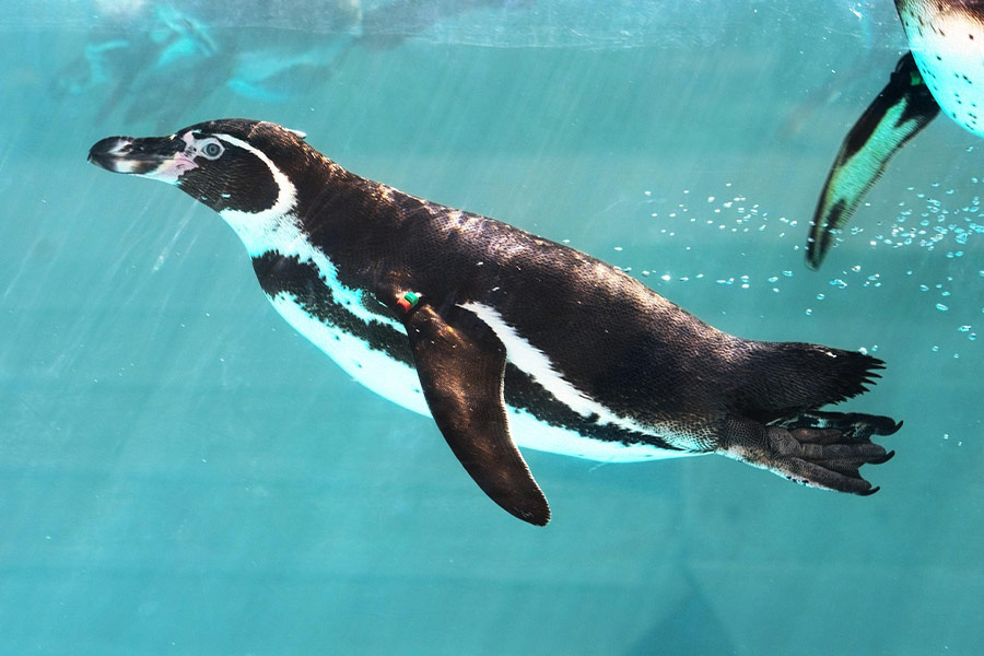 Een pinguïnvogel zwemt