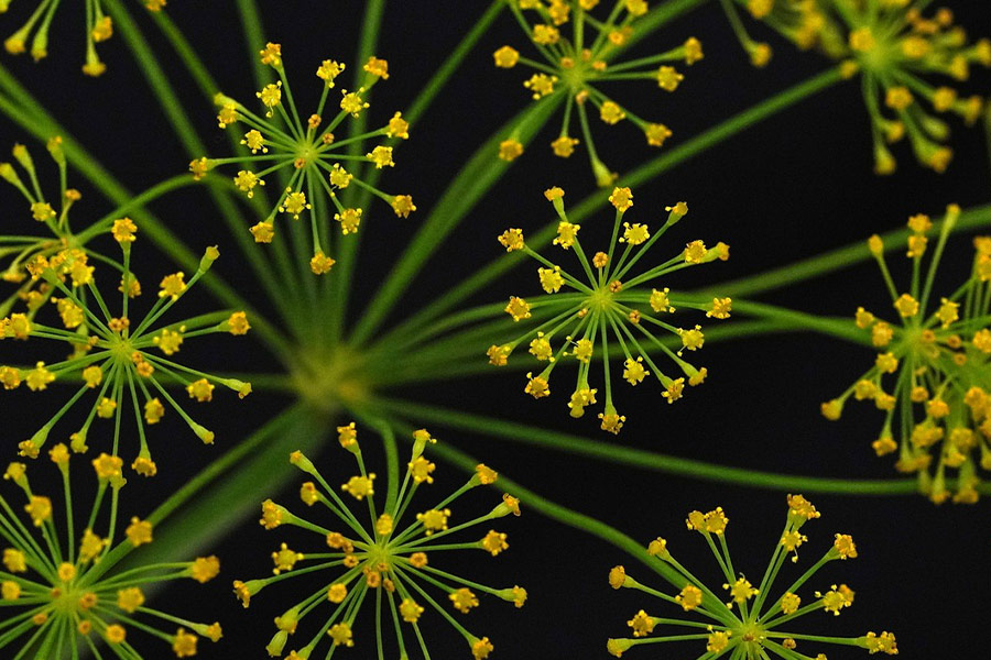 Dill flowers spice herbs