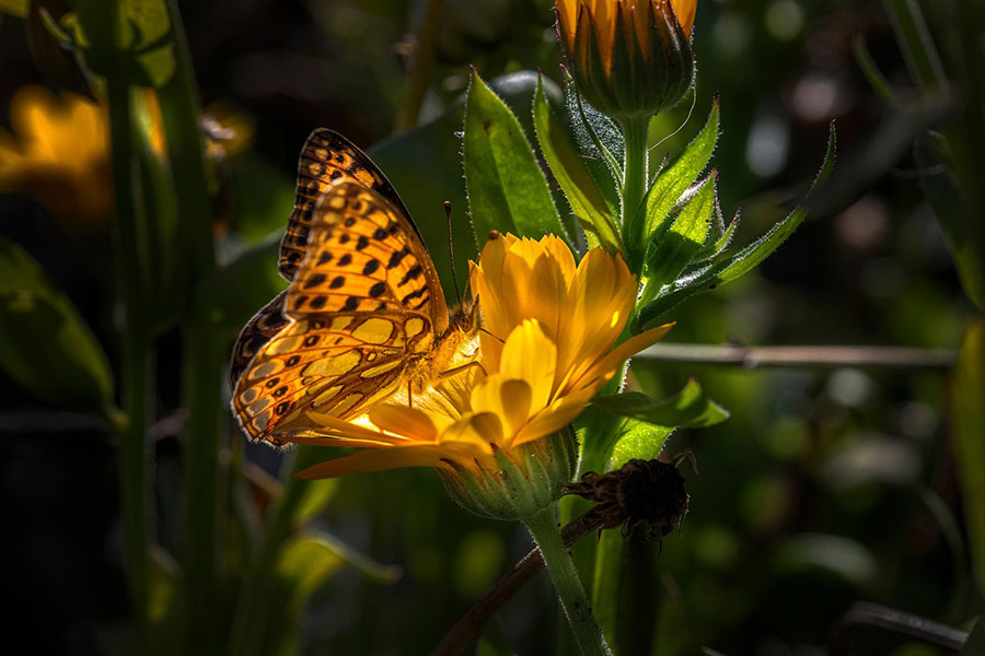 Żółty motyl w żółtym kwiecie