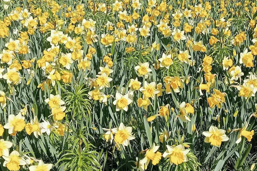 Un narciso silvestre es una planta bulbosa.