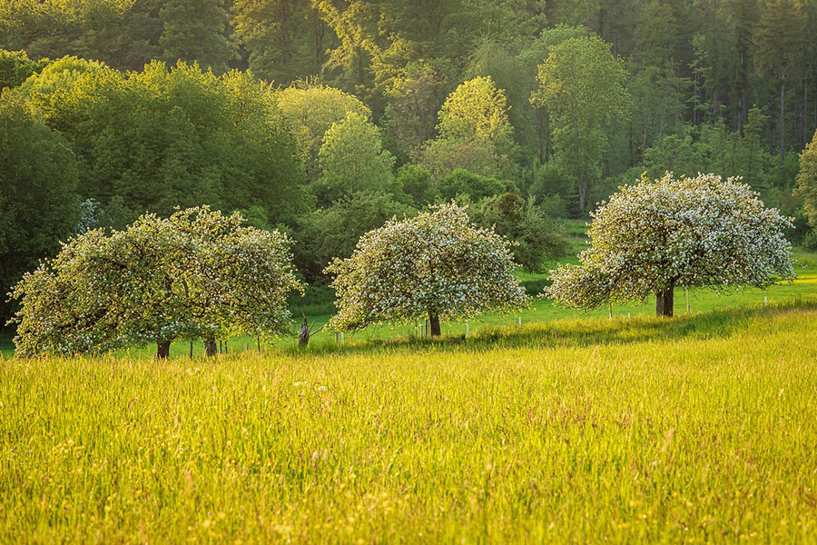 Wiese Obstbäume Natur Landschaft